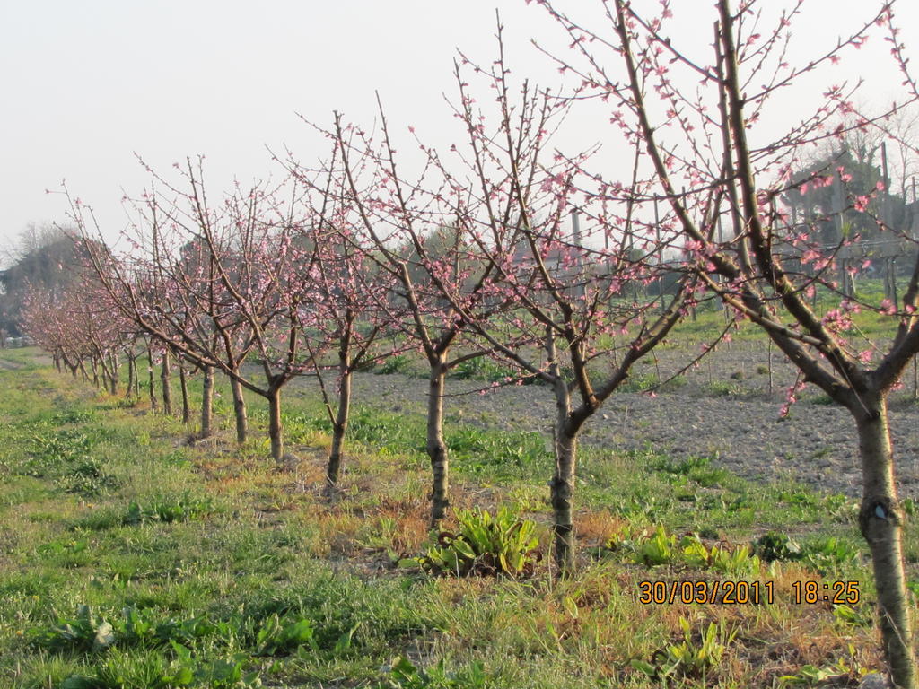 Agriturismo Ca' Baccan Cavallino-Treporti Buitenkant foto